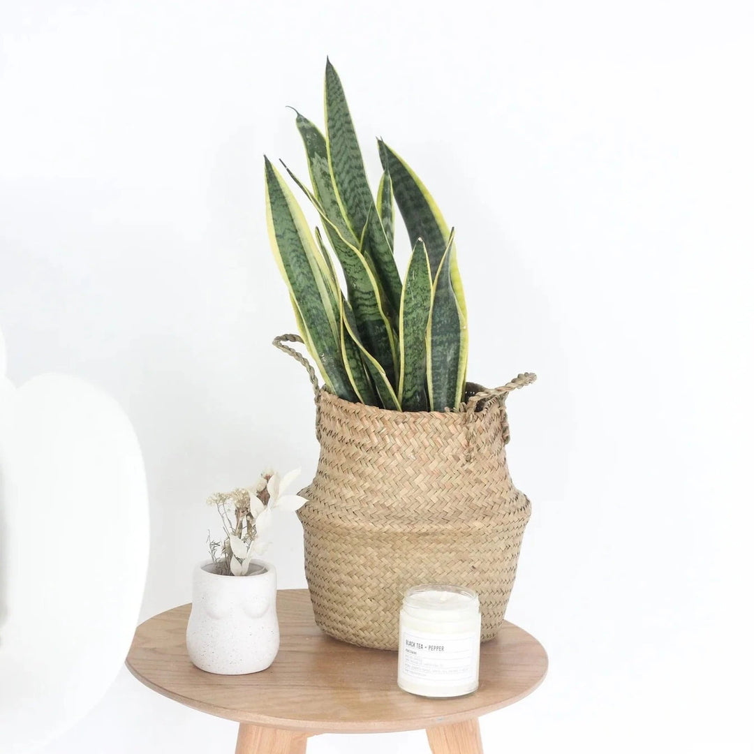 Woven Seagrass Belly Basket 8.5"