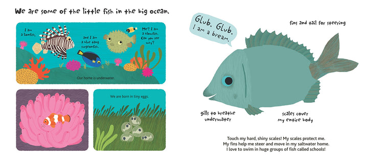 Touch and Explore The Ocean